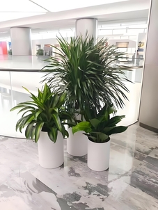 前湾盆景出租，实惠之选，打造别样景致！><div class=